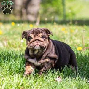 Chanel Cocoa, English Bulldog Puppy